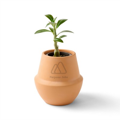 Modern Sprout® Modern Terracotta Grow Kit Bonsai - Terracotta